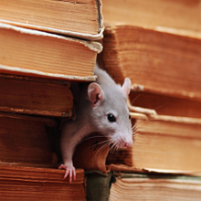 Madrigal Termite & Pest Control : Pest Control Service Provider in Laredo