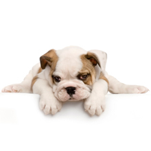 Carolina Paws : Pet Groomer in Columbia